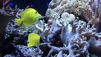 Animal Planet Live: коралловый риф